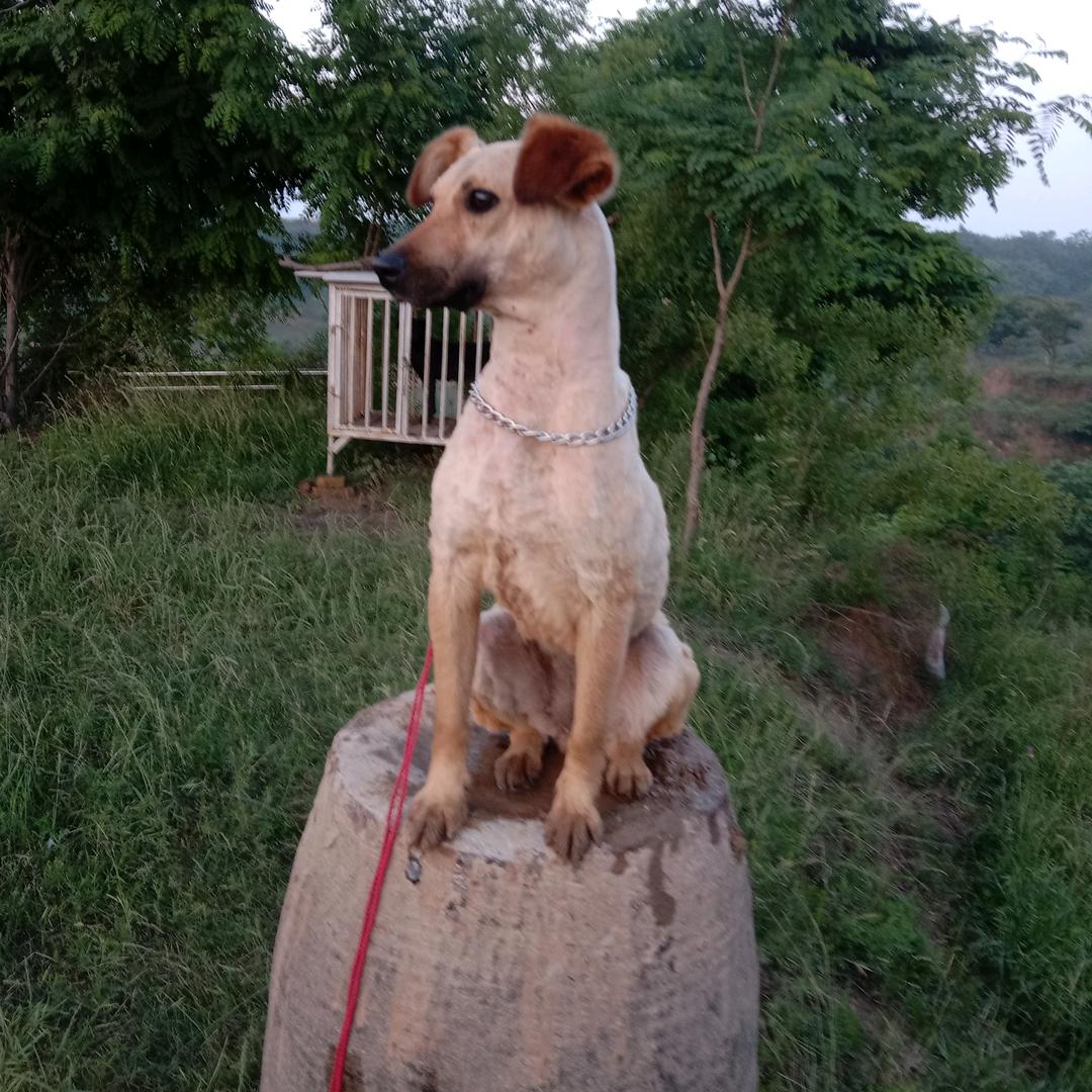朋少爱狗