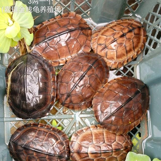 雨明诚金钱龟养殖场