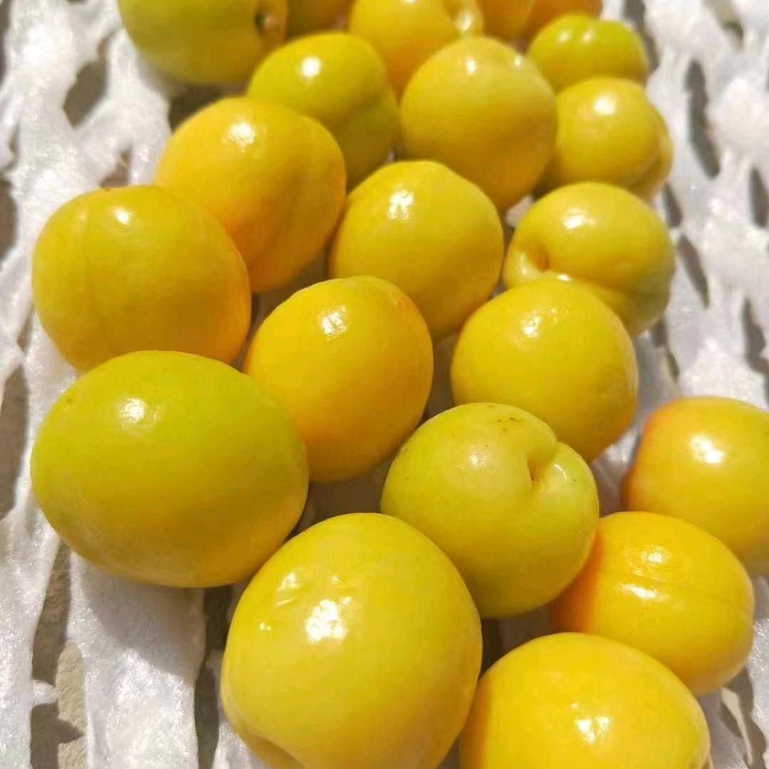 原谅我不善言辞但爱你好真