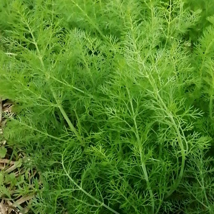 花开富贵。