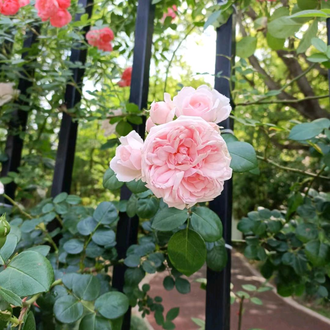 花开花落一瞬间