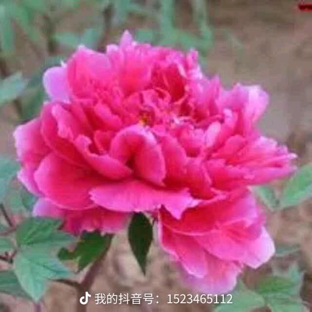 木,子,李