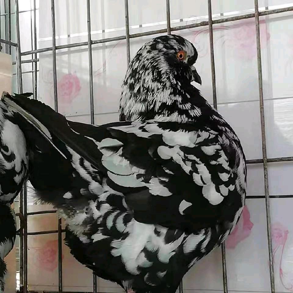 阿楠鸽