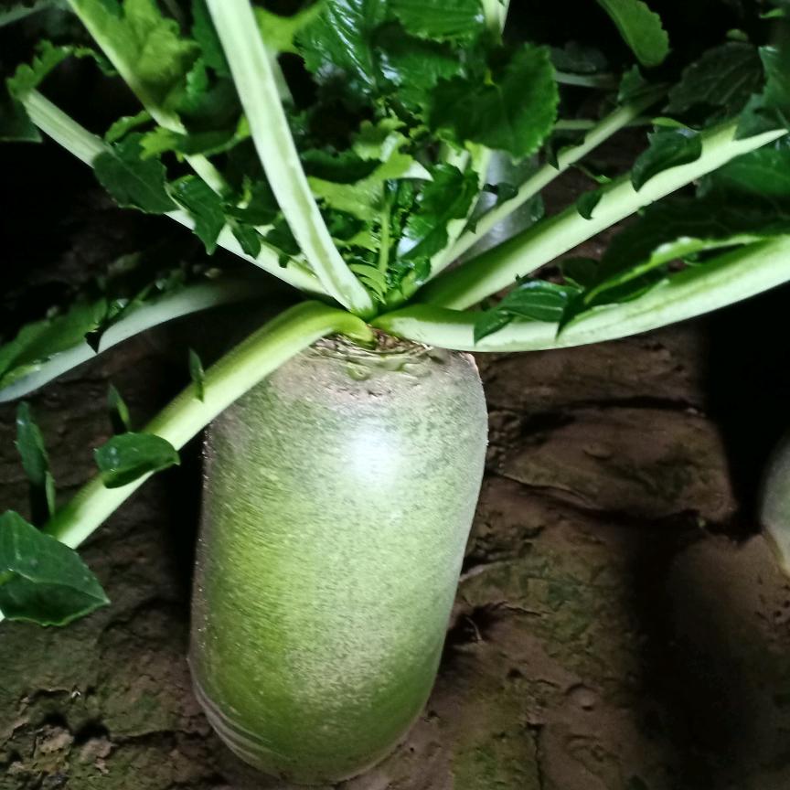 庆康富硒家庭农场