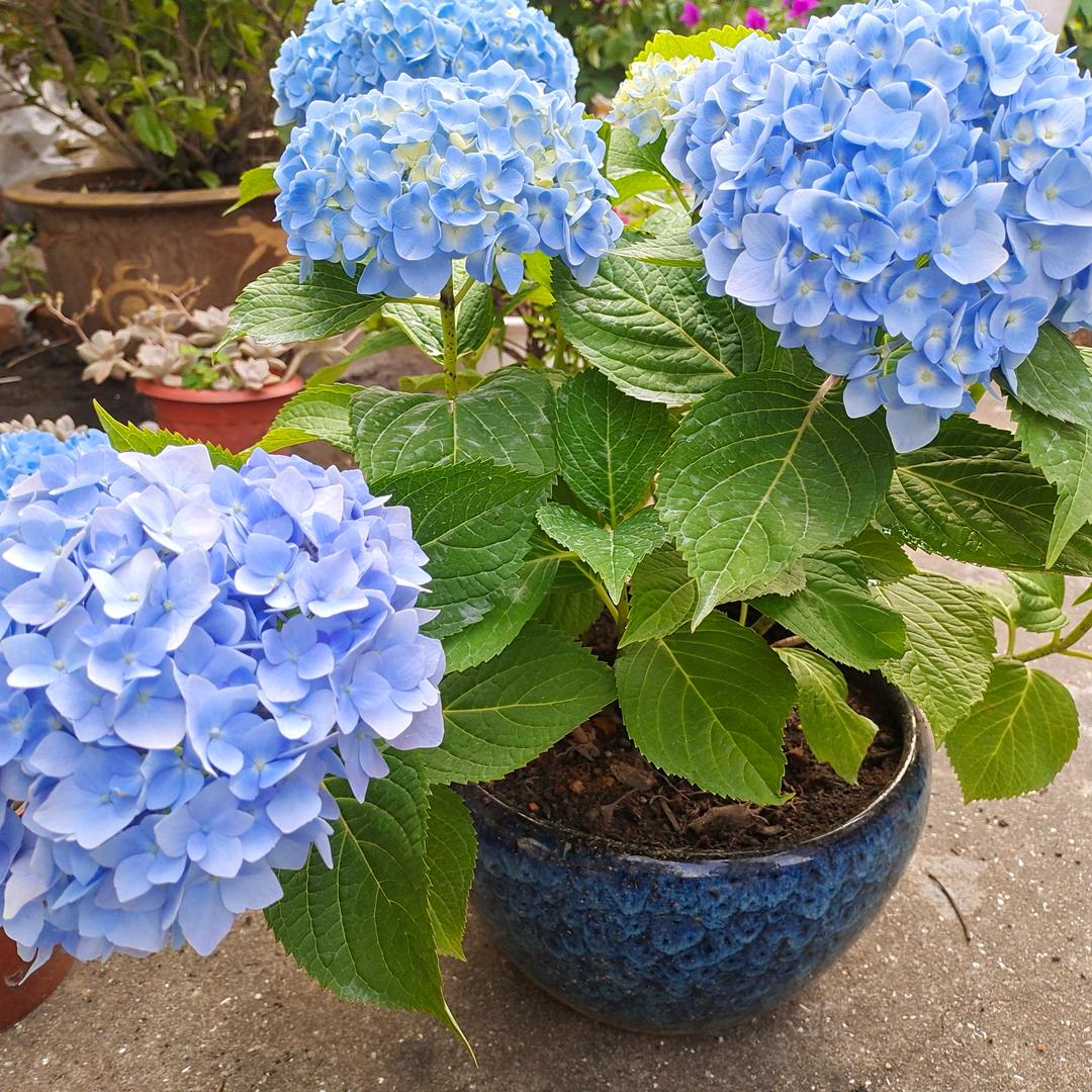 花﹉6