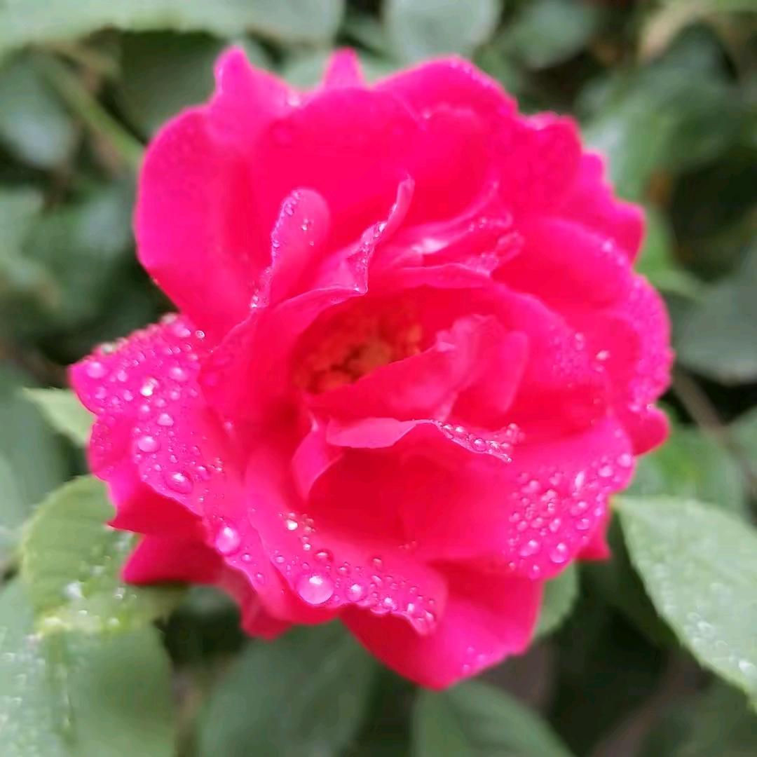 花好月圆