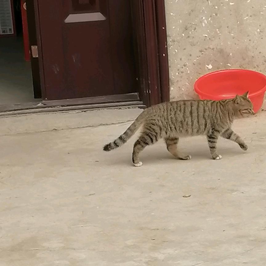 加玉