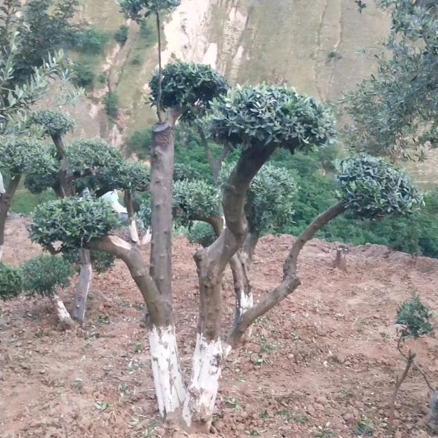 油橄榄种植