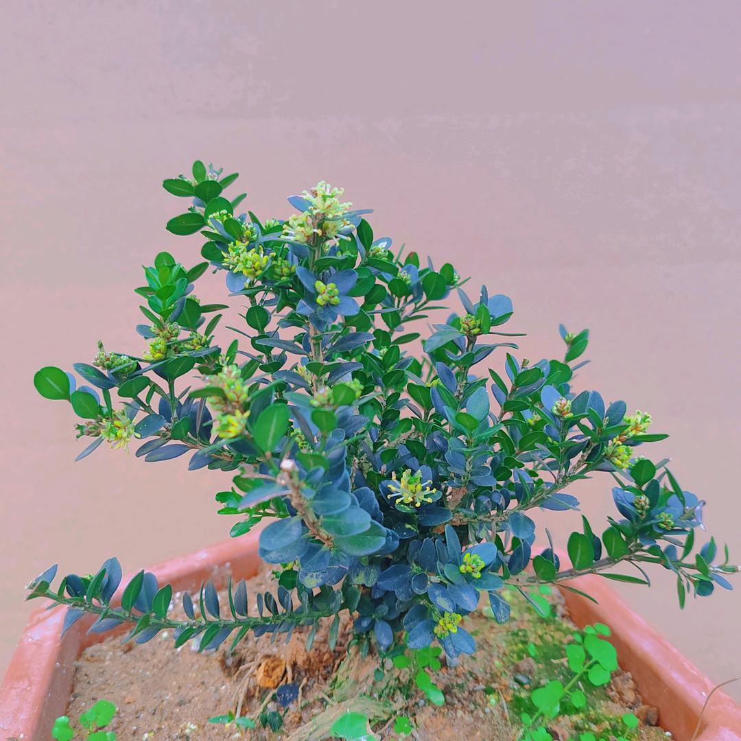 锐景杨苑黄杨园艺
