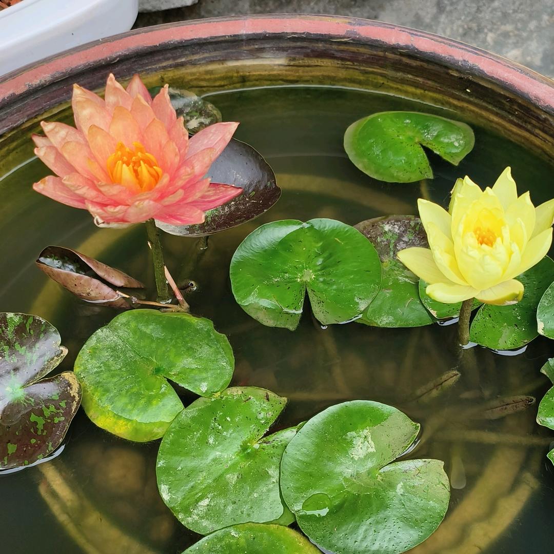 夏天的风