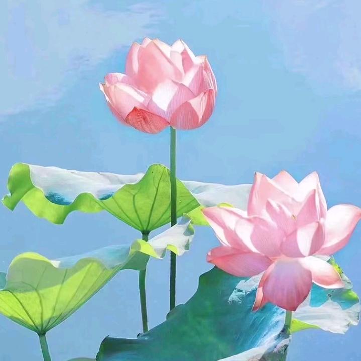 朱