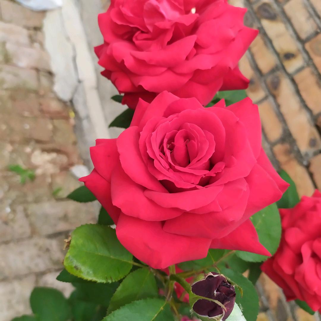 芬芳，