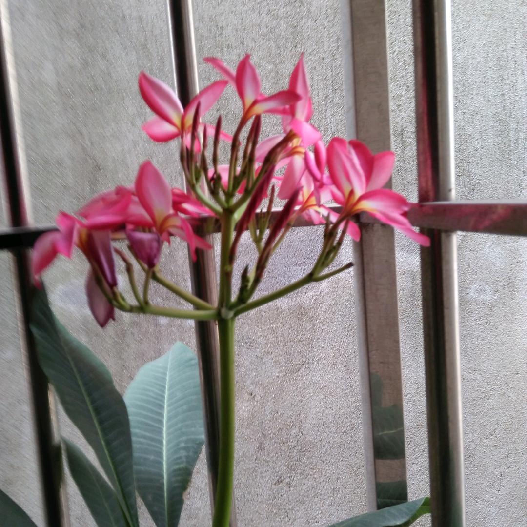 苦命的幺妹