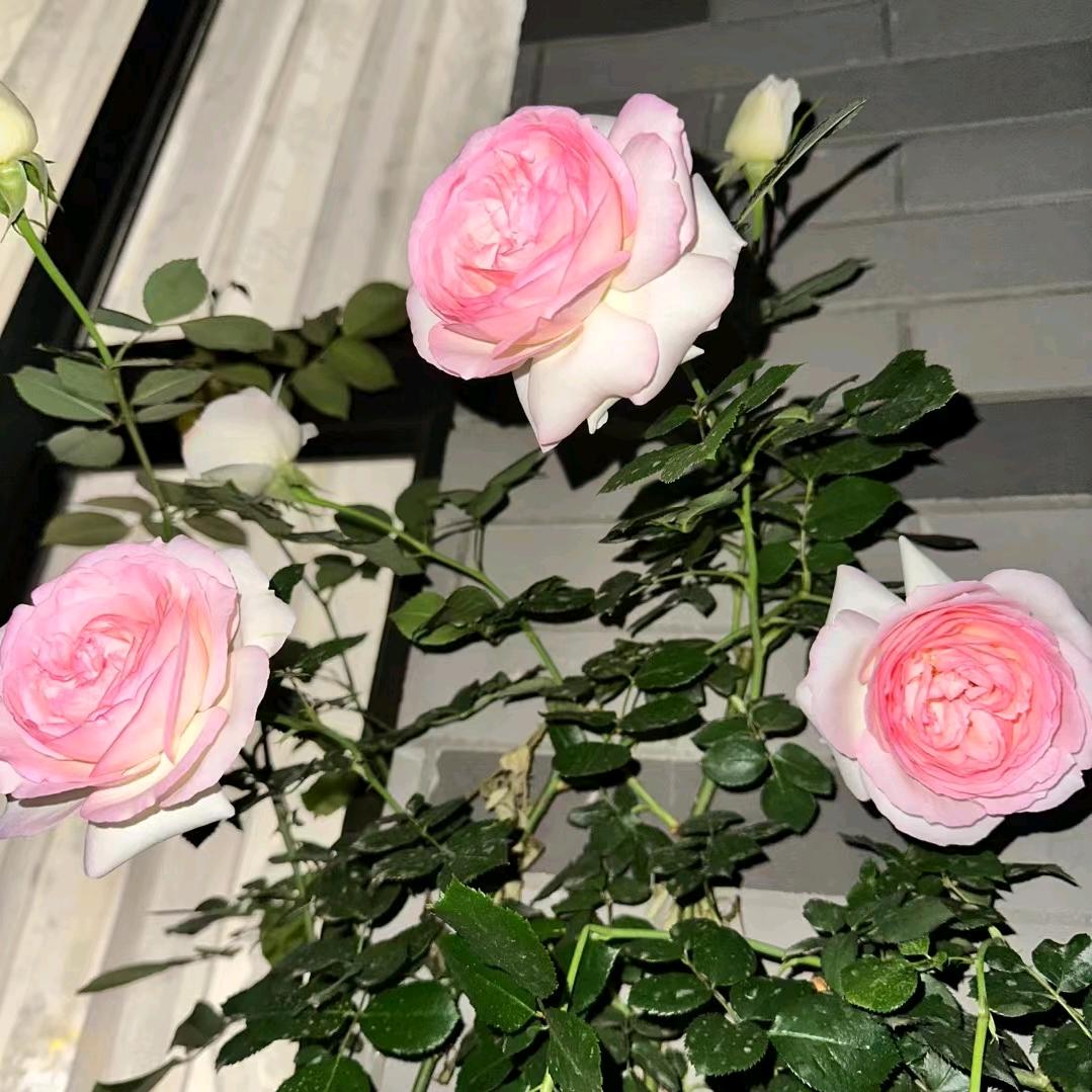 (ಡωಡ)林深时见鹿