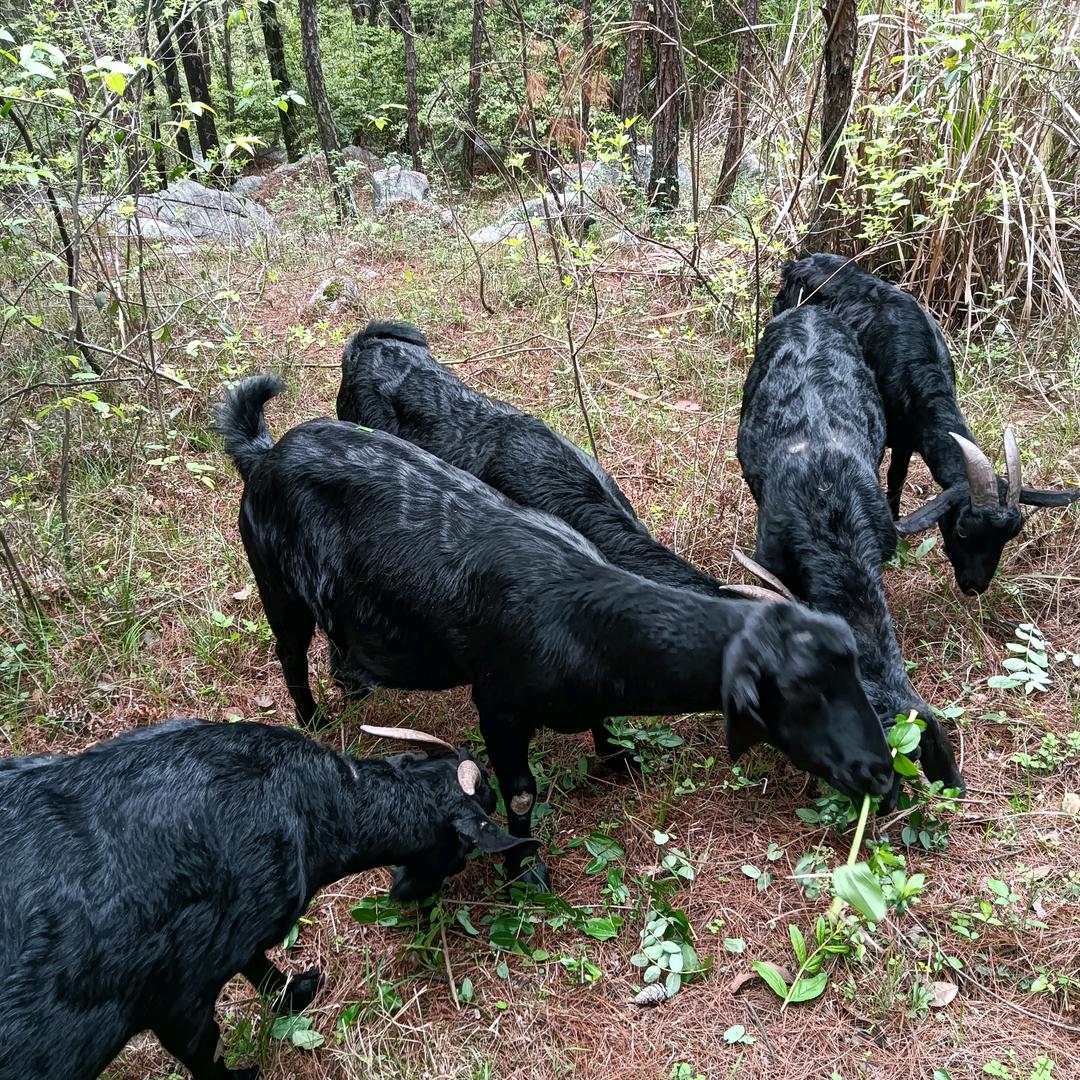 农村里囍羊羊／