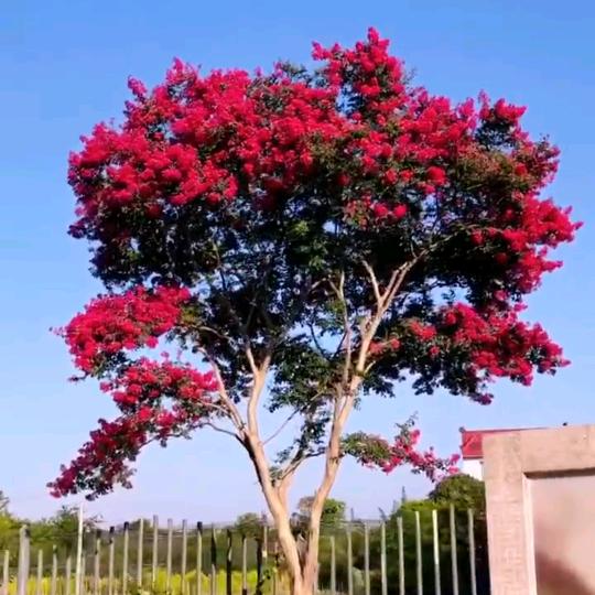 紫薇御花园