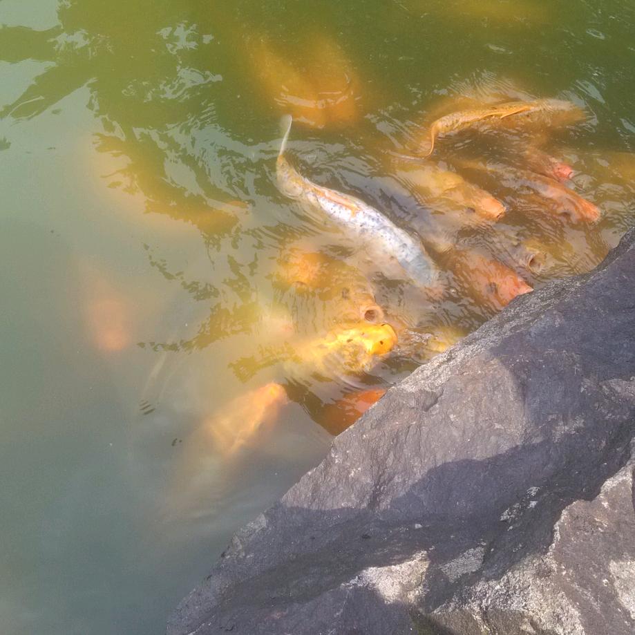 小鱼儿🐟🐟🐟