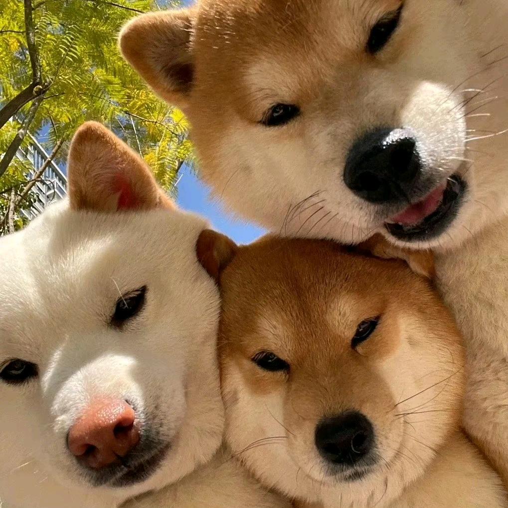 宥了个柠🍋
