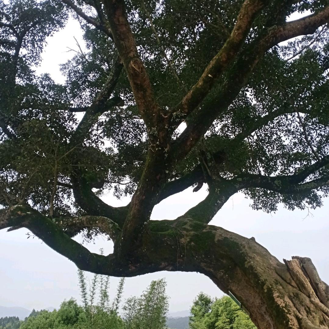 用户7725744457353青晨刁只烟