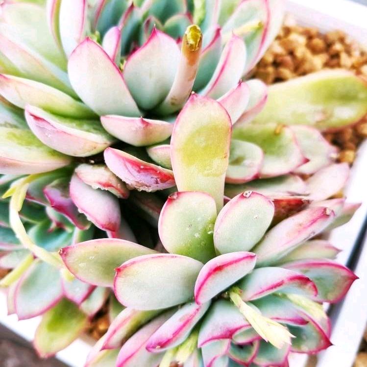 财源滚滚