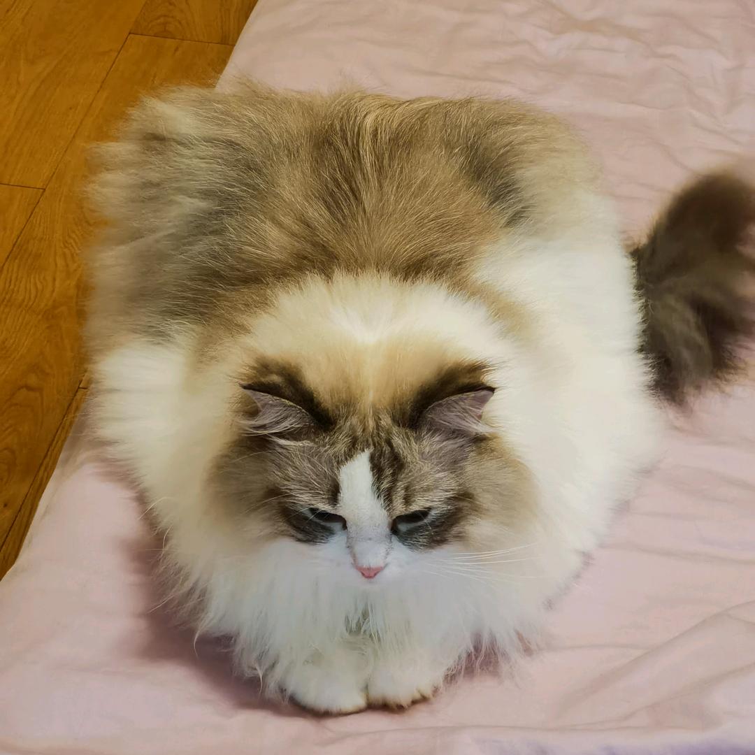 我家猫不吃鱼，我家狗爱吃瓜