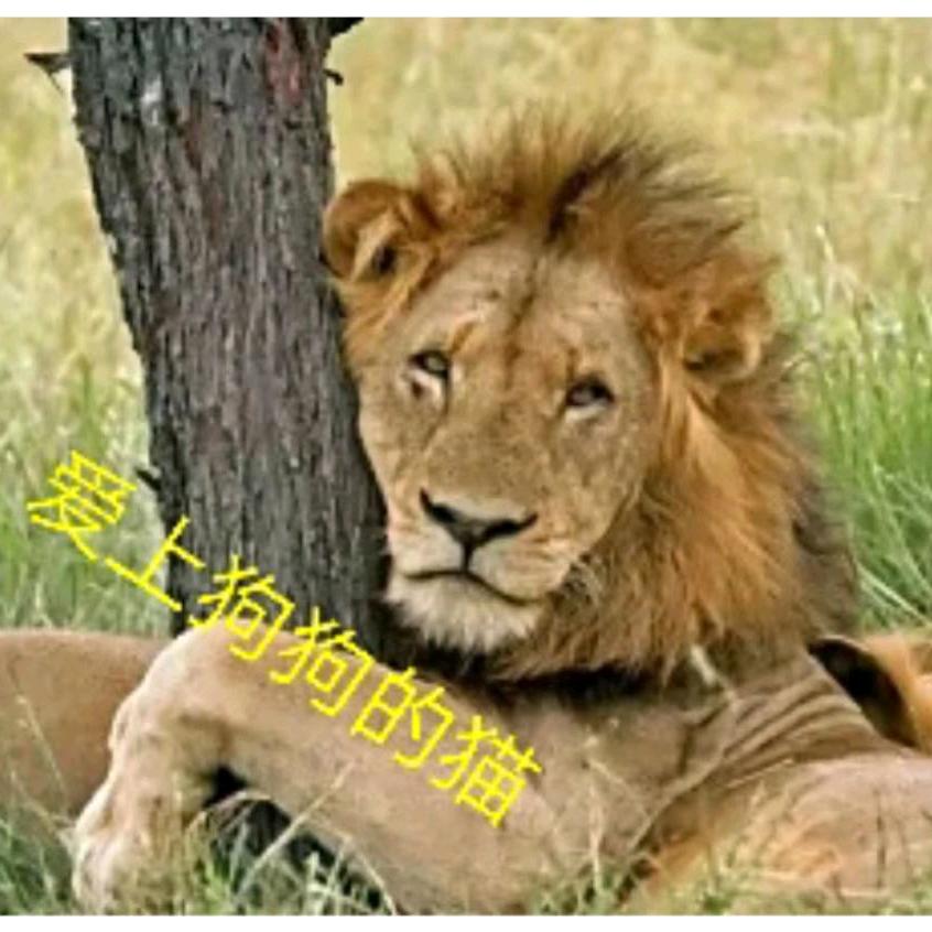 爱上狗狗的猫