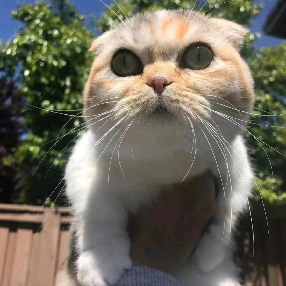 旭满春城路飞花