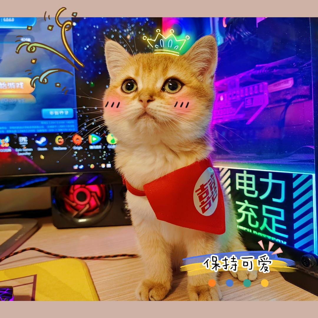 🤗张仙人🤓（椰子大爷）