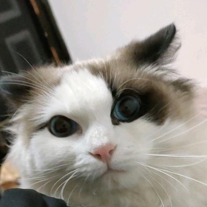 烟狗