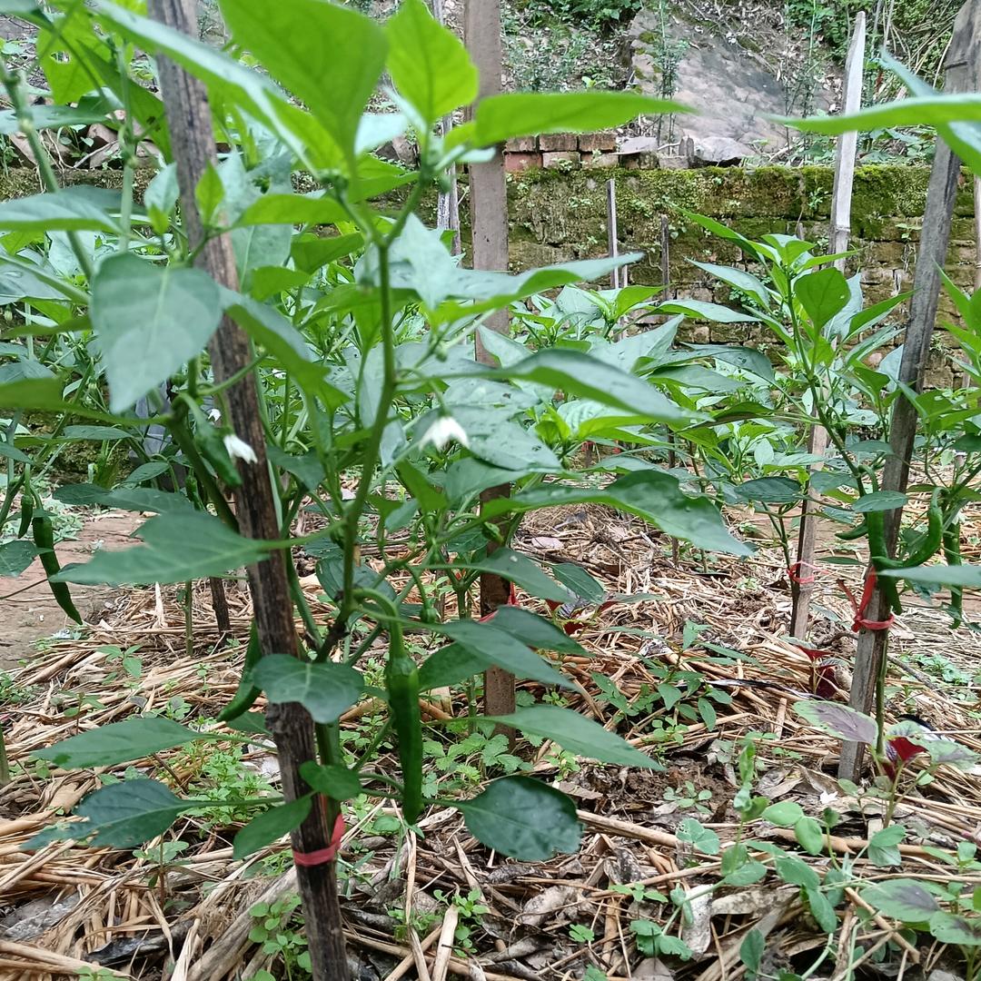 小米椒