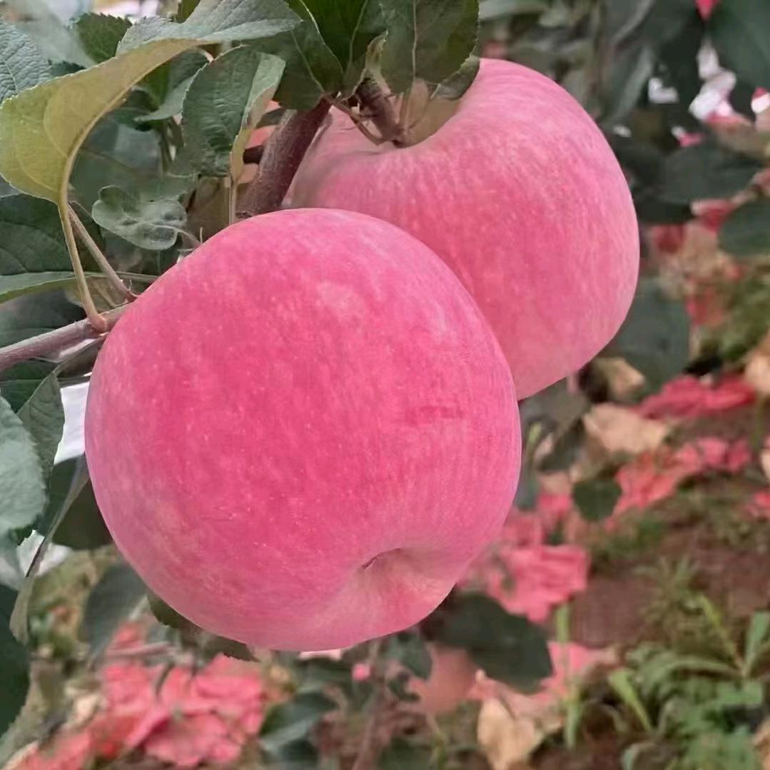 小刘苹果🍎