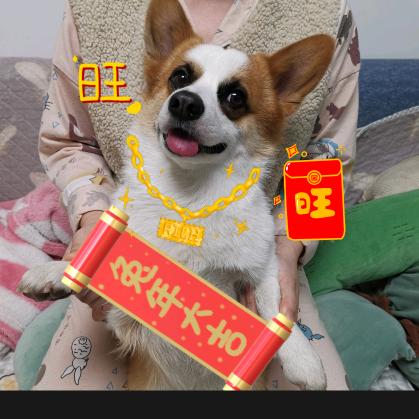 熊猫眼柯基🐶哈利利