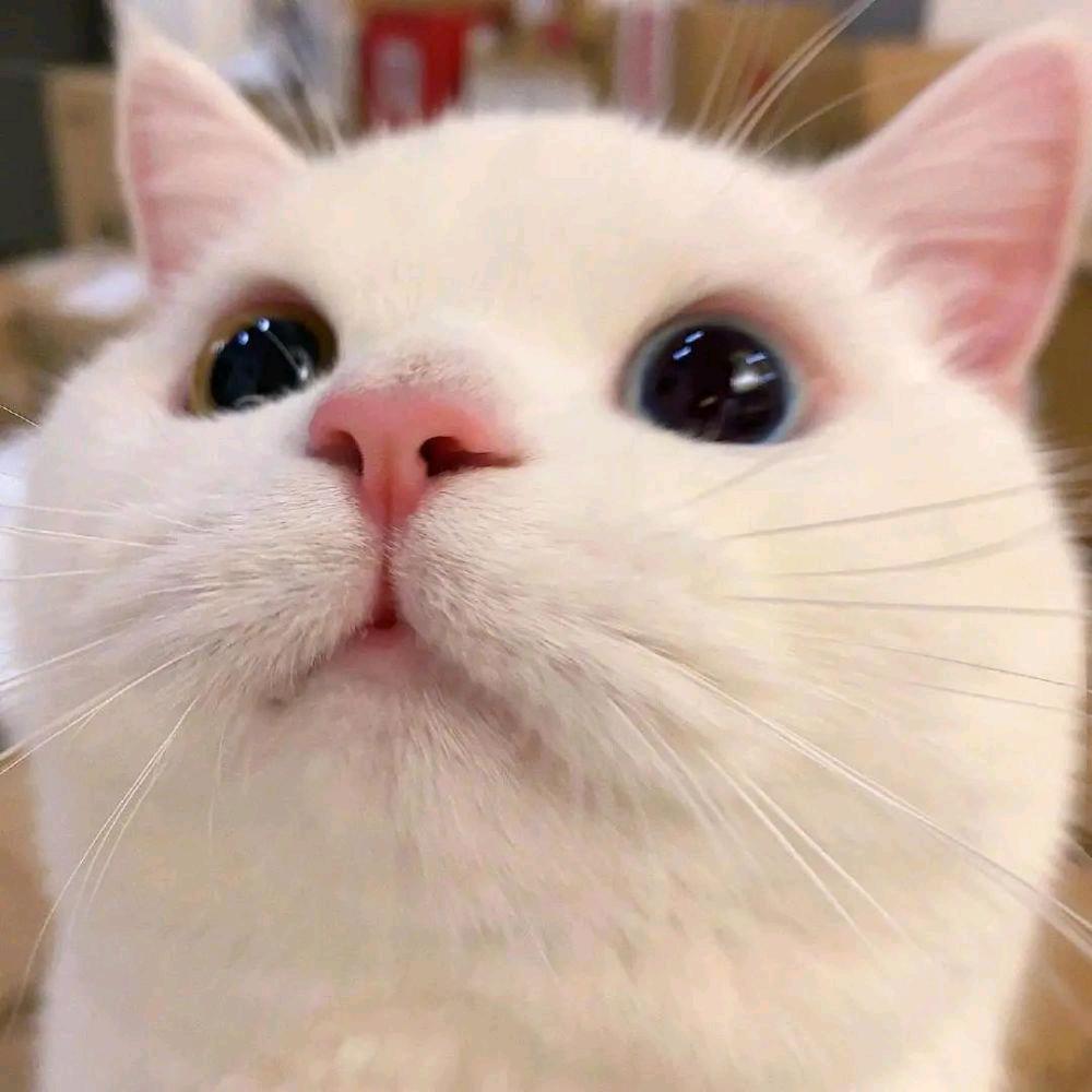 ꧁༺๑何以解愁๑༻꧂