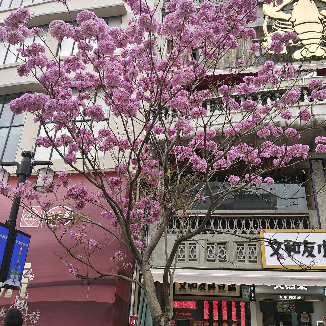 骚年  失心笑