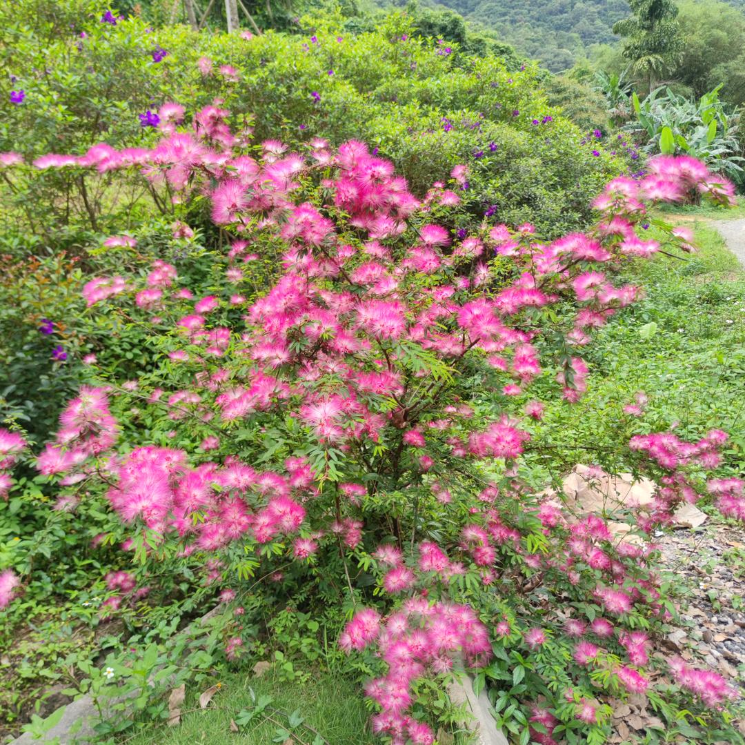 糊涂草