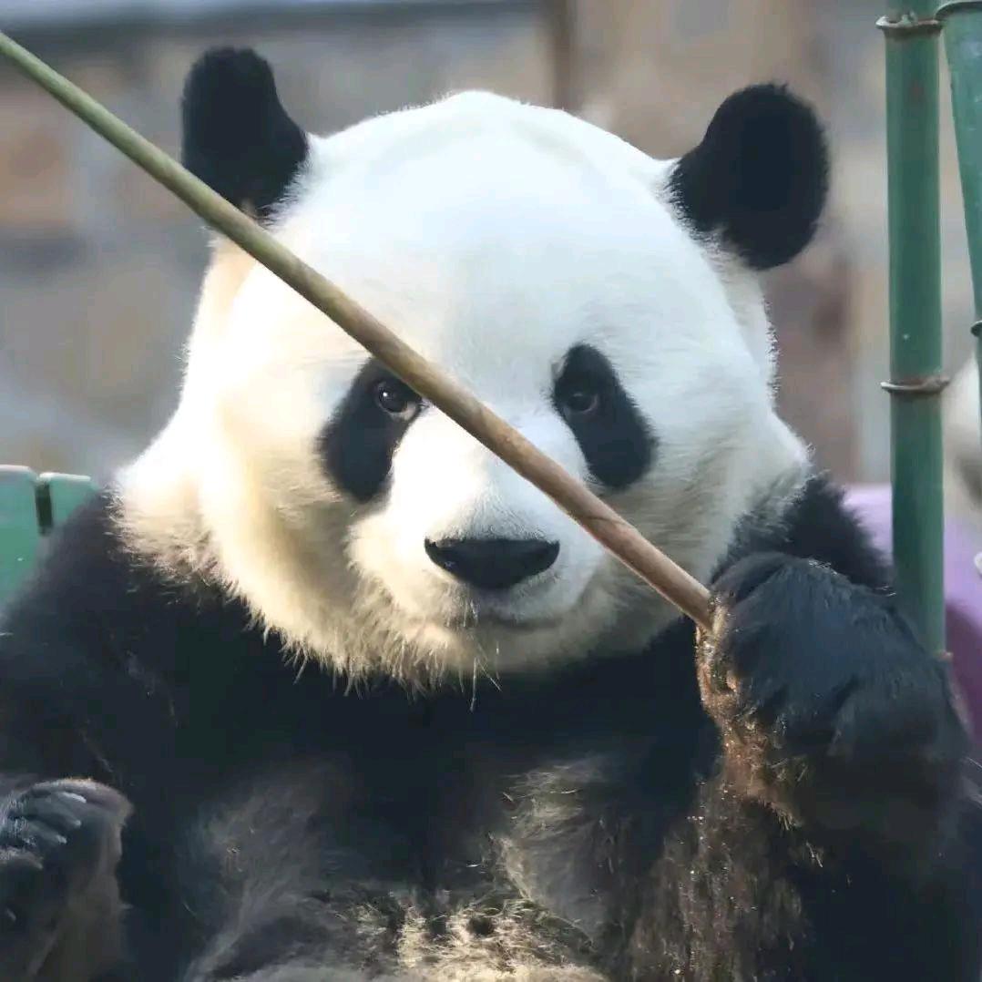 乌拉~