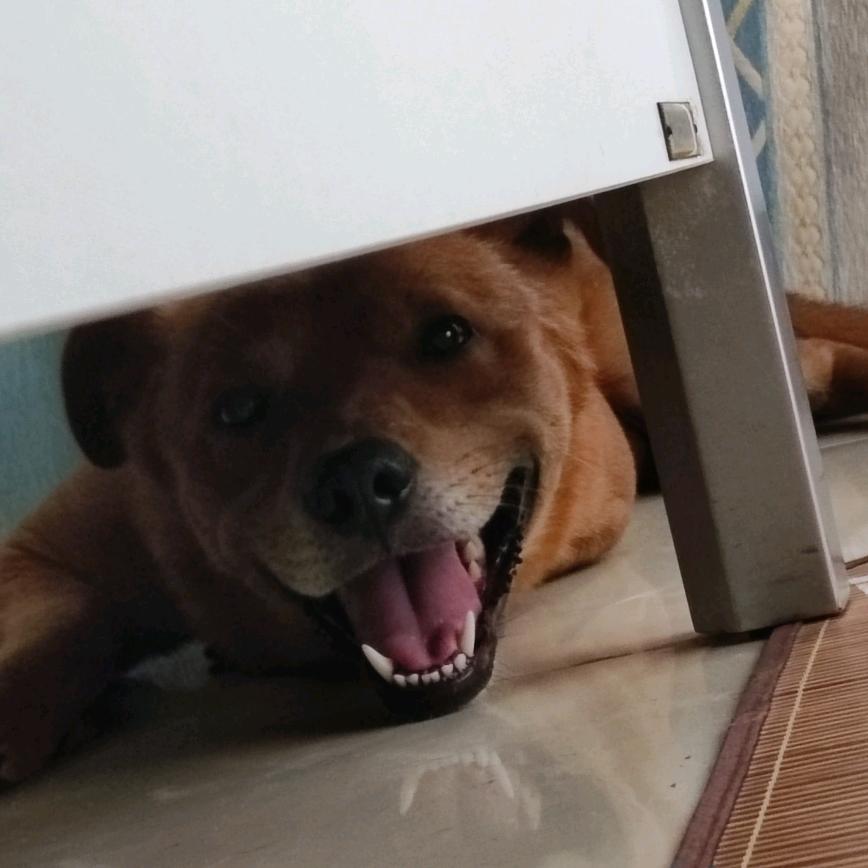 尔尔也是
