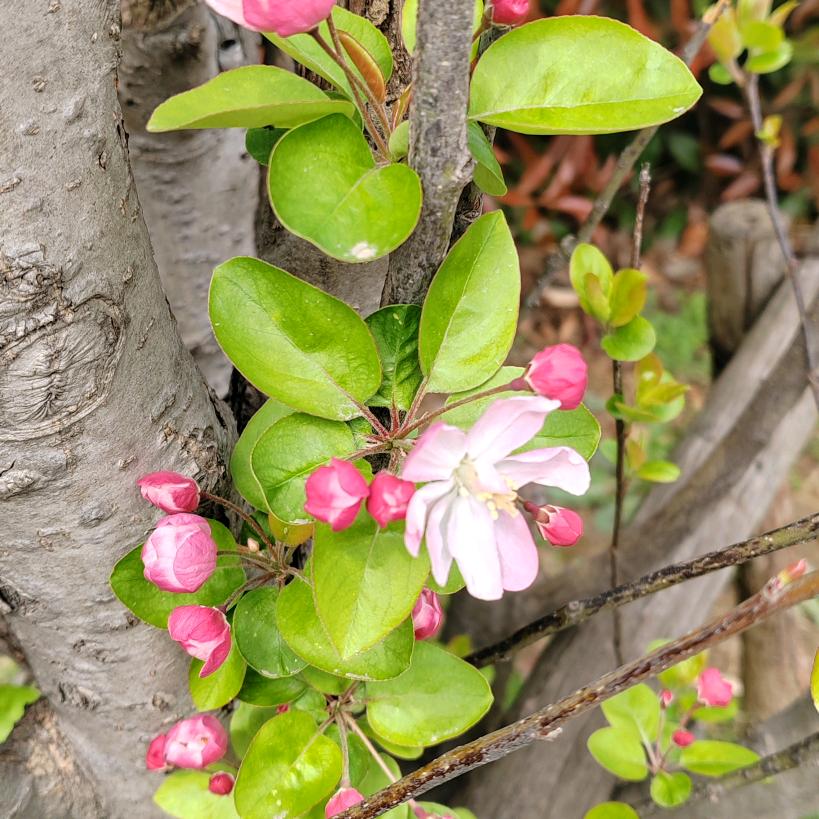 小飞燕