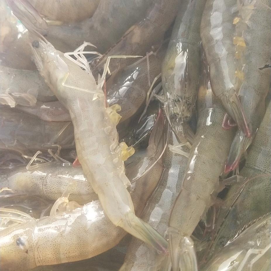 朱春华