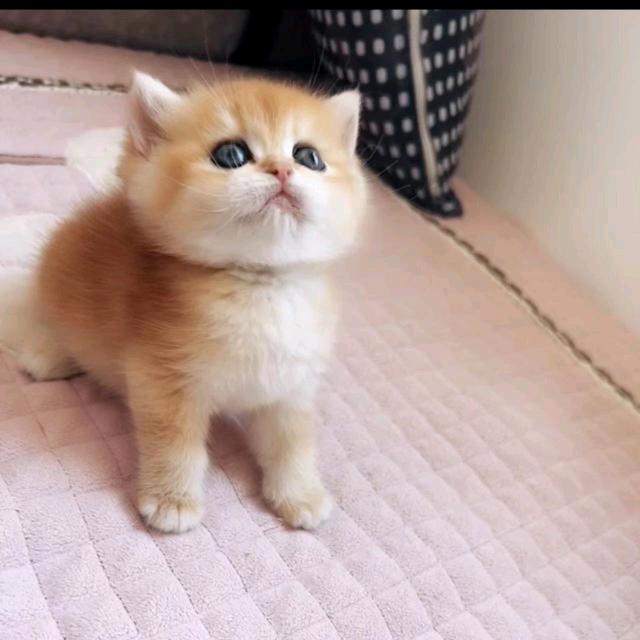 喵宠乐园屋～猫舍