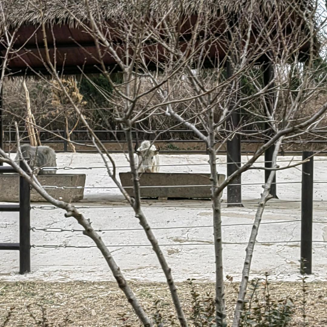大斧子
