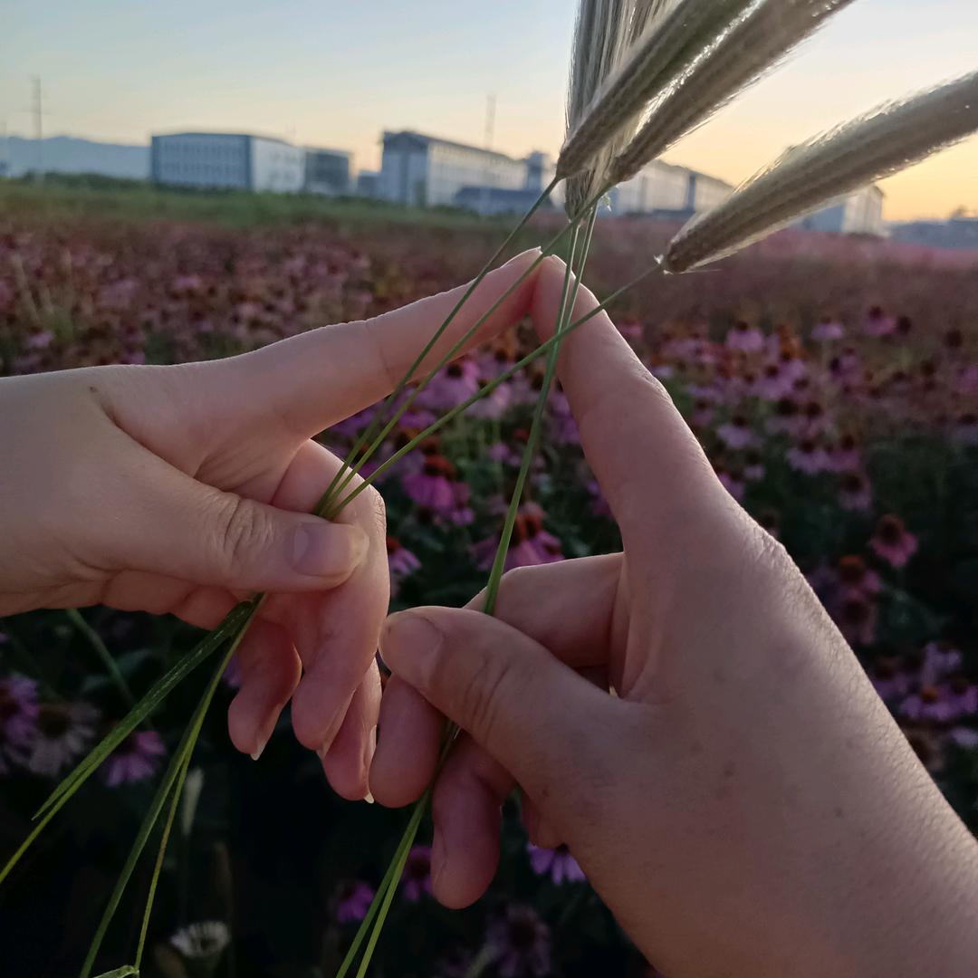 玫瑰心语