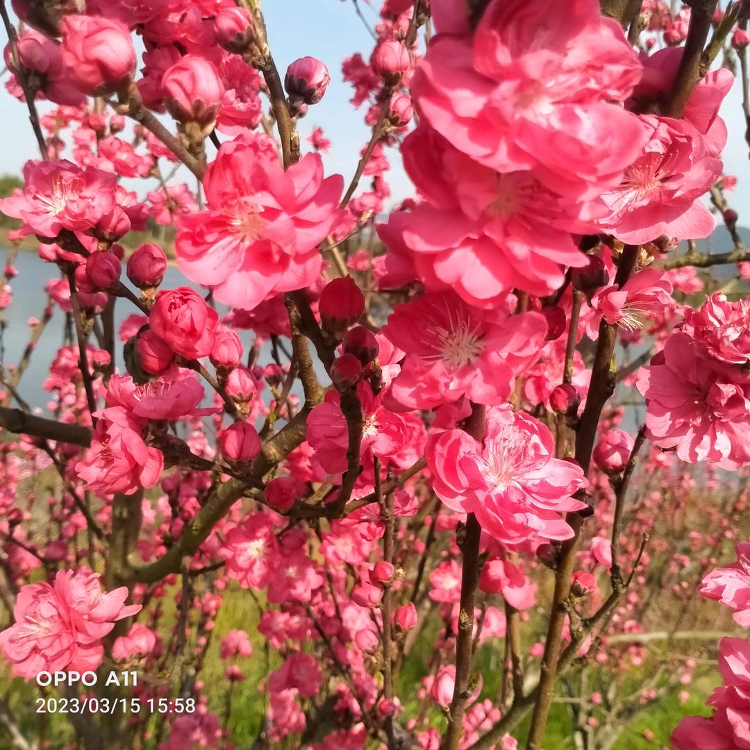 （不定时直播）