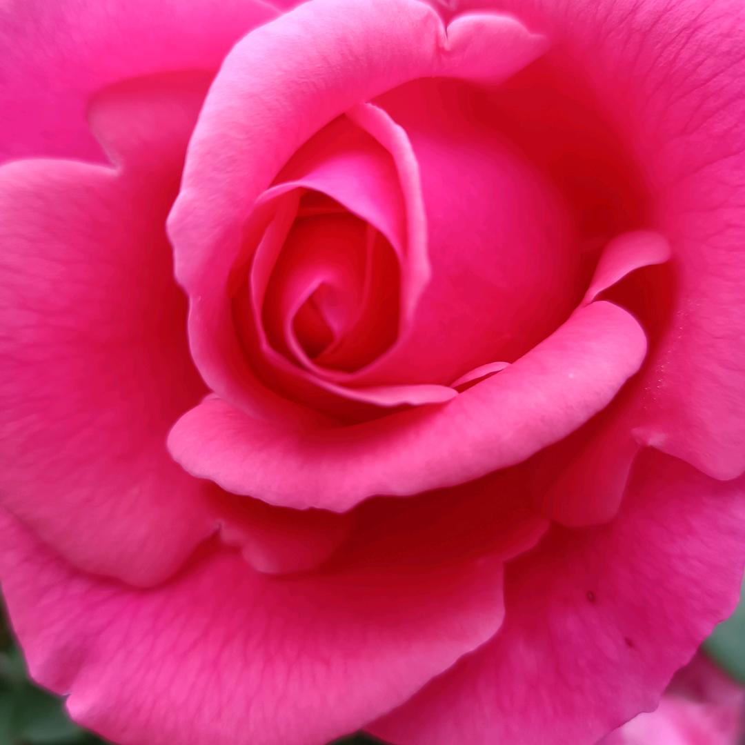 开心快乐的奶奶