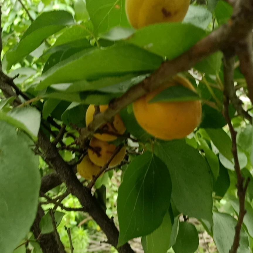 @乡村鸭王，有机稻种植