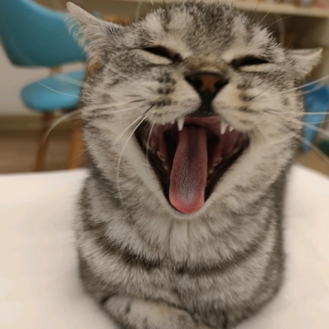 汤圆是只傻猫猫