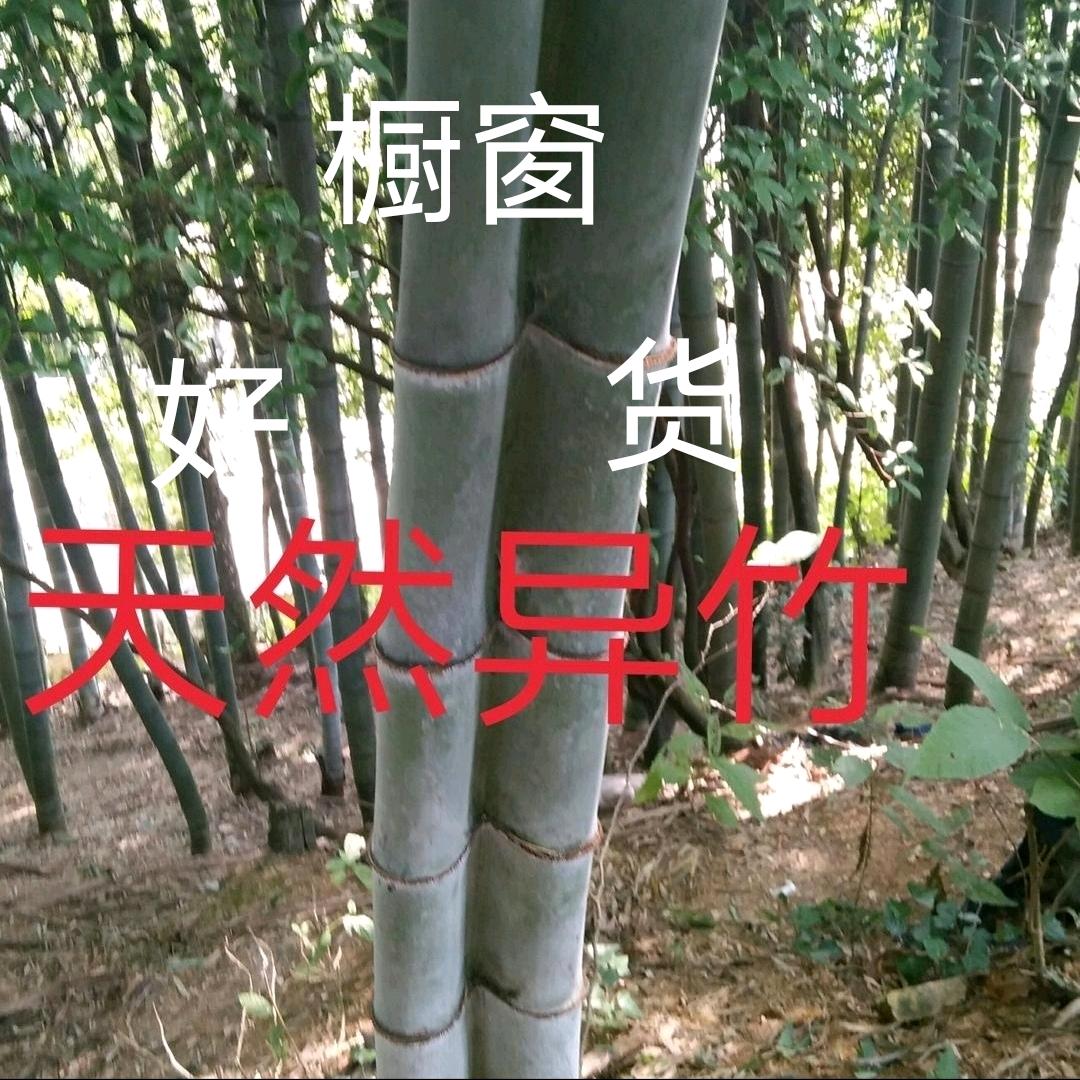 老煤竹批发+隧洞开挖专业队