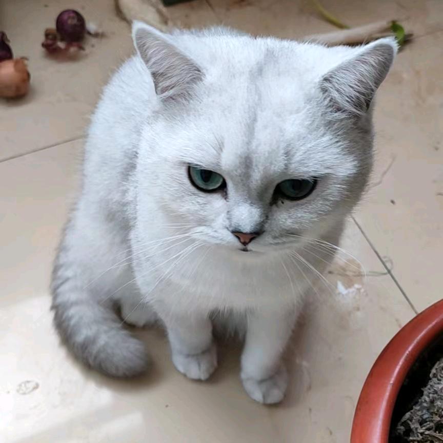 胖猫（三角洲行动）