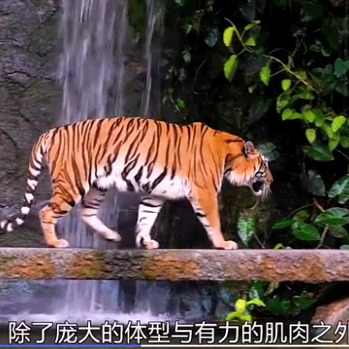 猫哥戏说动物世界