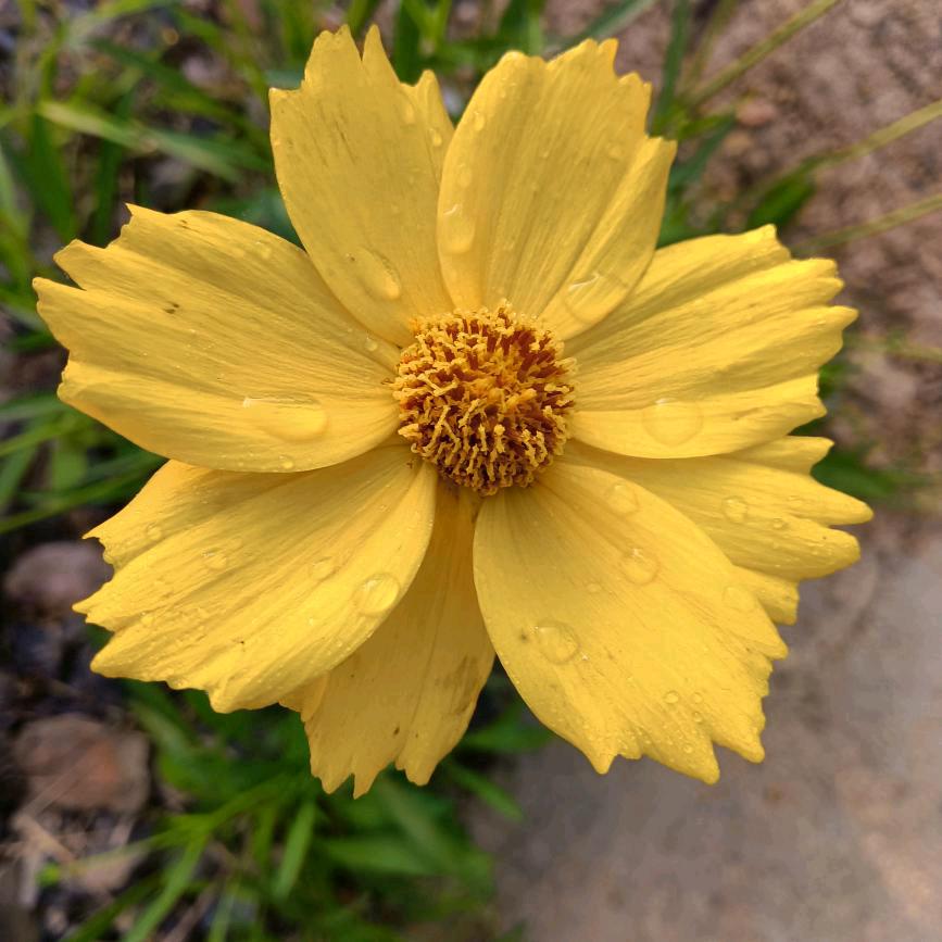 幸福快乐🌻🌻